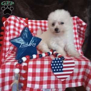 Coco, Bichon Frise Puppy